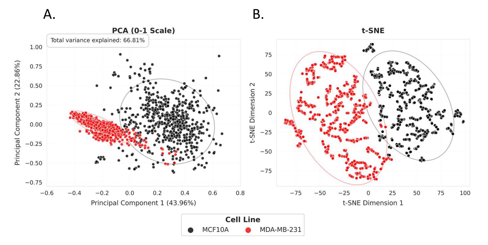 Cancer Reports - 2025 - Almahdi - Dissecting Morphological and Functional Dynamics of Non‐Tumorigenic and Triple‐Negative(科研通-ablesci.com)-5.jpg